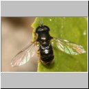 Paragus cf constrictus - Schwebfliege 01 5mm.jpg